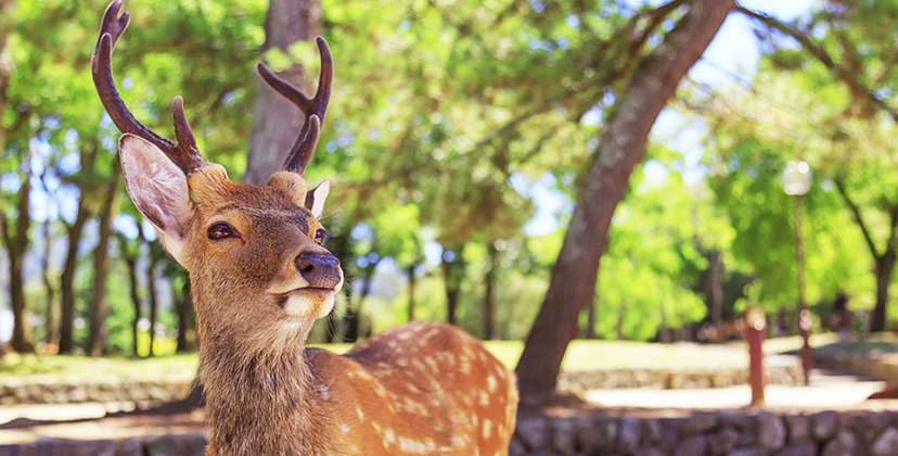 梅花鹿公園