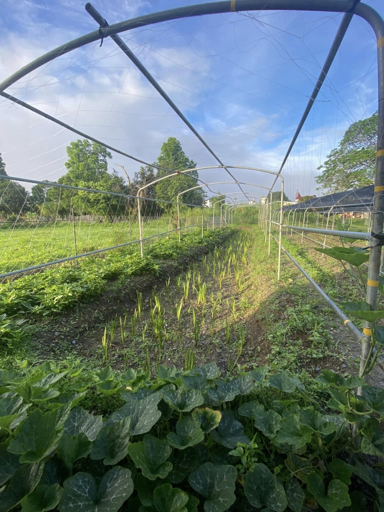 有限責任臺東縣原住民布拉谷果菜生產合作社