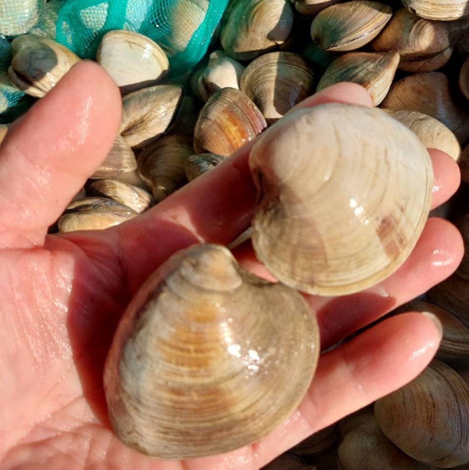 琛海水產行（港口魚行）