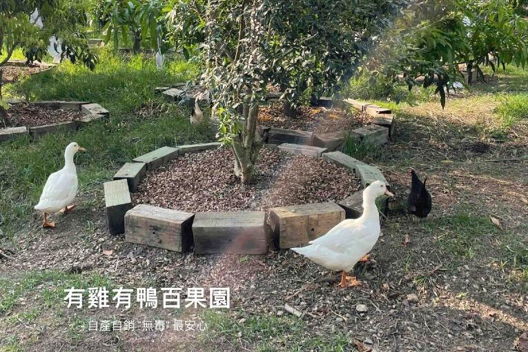 有雞有鴨百果園