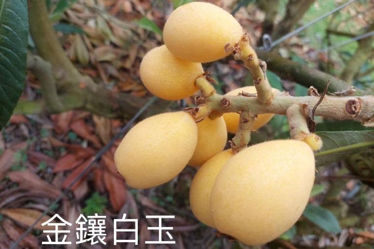 特色照片