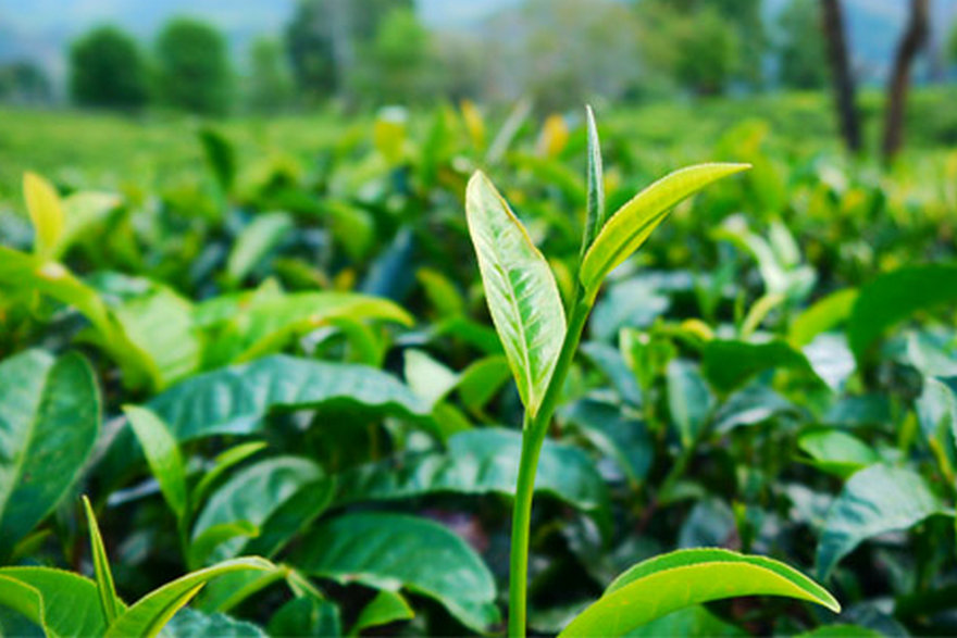 高台茶園