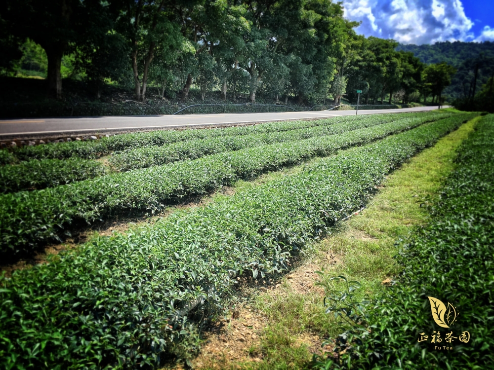 正福茶園