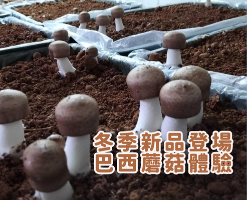 冬季新品登場｜巴西蘑菇體驗